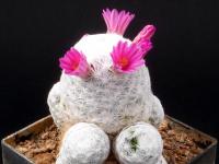 Thumbnail of 1474_Mammillaria humboldtii_20120429(1).jpg